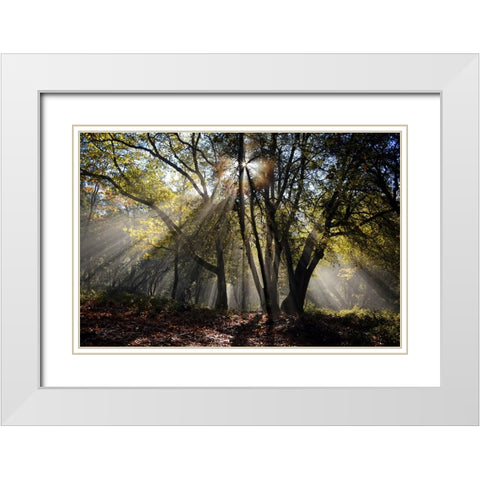 Trees 17 White Modern Wood Framed Art Print with Double Matting by Lee, Rachel