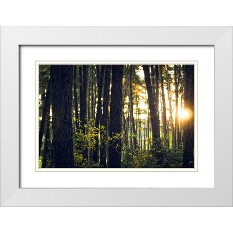 Trees 19 White Modern Wood Framed Art Print with Double Matting by Lee, Rachel
