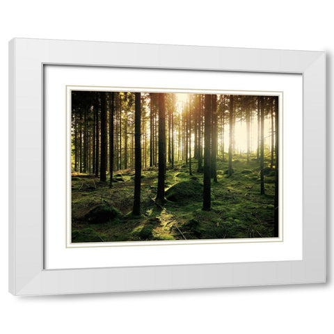 Trees 20 White Modern Wood Framed Art Print with Double Matting by Lee, Rachel