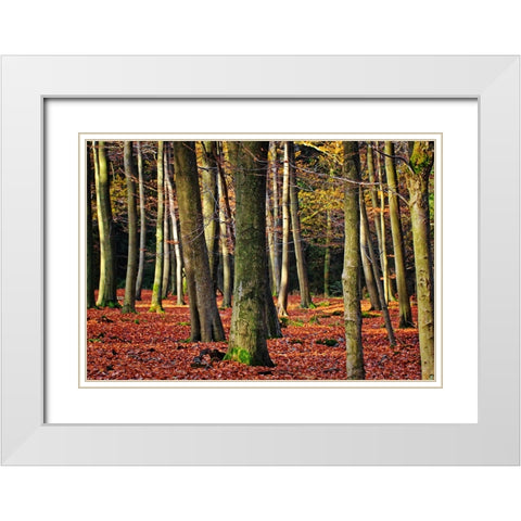 Trees 22 White Modern Wood Framed Art Print with Double Matting by Lee, Rachel