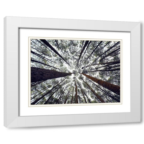 Trees 48 White Modern Wood Framed Art Print with Double Matting by Lee, Rachel