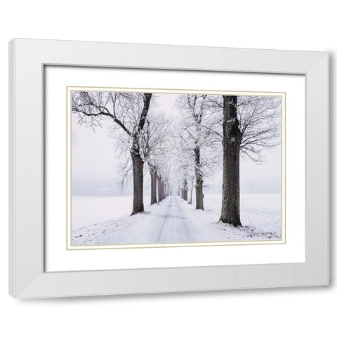 Trees 49 White Modern Wood Framed Art Print with Double Matting by Lee, Rachel