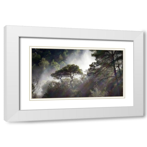 Trees 5 White Modern Wood Framed Art Print with Double Matting by Lee, Rachel