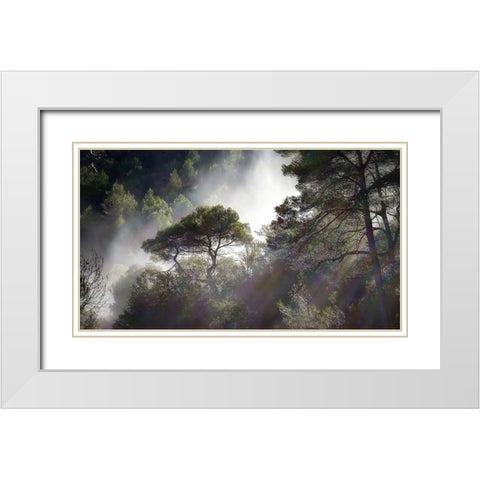 Trees 5 White Modern Wood Framed Art Print with Double Matting by Lee, Rachel
