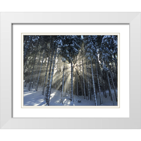 Trees 57 White Modern Wood Framed Art Print with Double Matting by Lee, Rachel