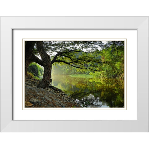 Trees And Water 1 White Modern Wood Framed Art Print with Double Matting by Lee, Rachel