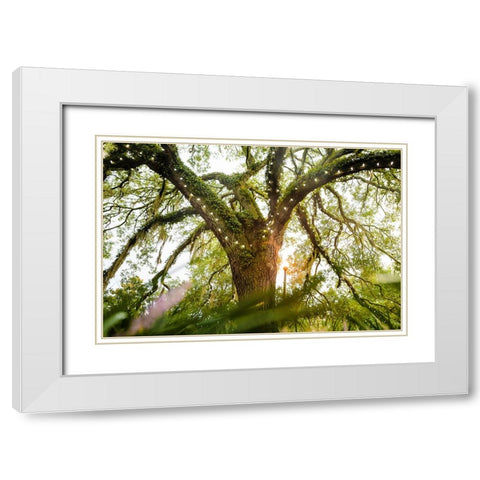 Live Oak Dance White Modern Wood Framed Art Print with Double Matting by Malone, Will