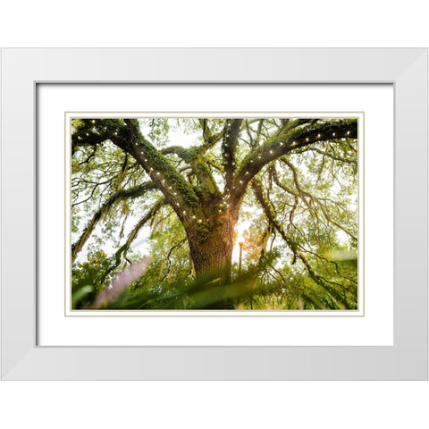 Live Oak Dance White Modern Wood Framed Art Print with Double Matting by Malone, Will
