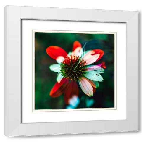 A New Flower White Modern Wood Framed Art Print with Double Matting by Malone, Will