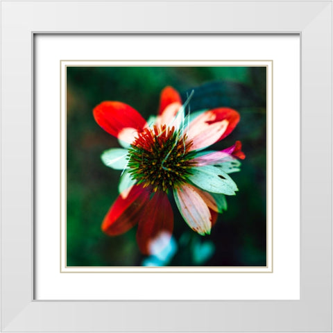 A New Flower White Modern Wood Framed Art Print with Double Matting by Malone, Will