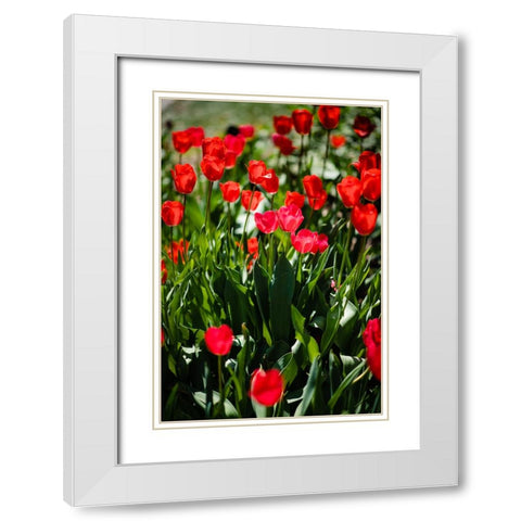 Tulips  White Modern Wood Framed Art Print with Double Matting by Malone, Will