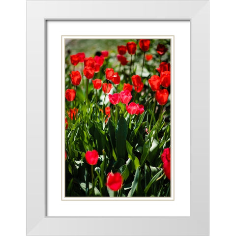 Tulips  White Modern Wood Framed Art Print with Double Matting by Malone, Will