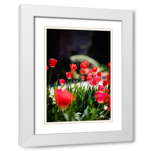 Tulips 2 White Modern Wood Framed Art Print with Double Matting by Malone, Will