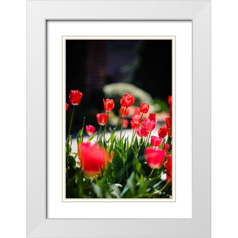 Tulips 2 White Modern Wood Framed Art Print with Double Matting by Malone, Will