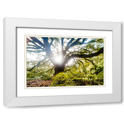Dream Tree Fern  White Modern Wood Framed Art Print with Double Matting by Malone, Will