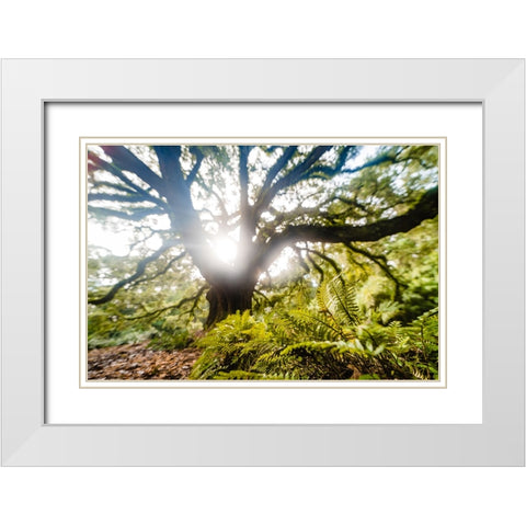 Dream Tree Fern  White Modern Wood Framed Art Print with Double Matting by Malone, Will