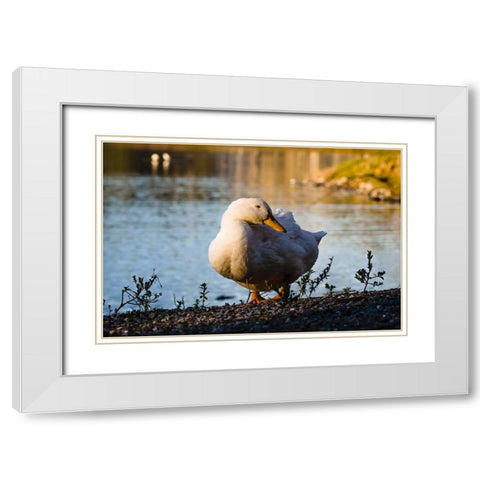 Duck of Lake Ella  White Modern Wood Framed Art Print with Double Matting by Malone, Will