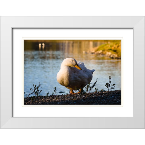 Duck of Lake Ella  White Modern Wood Framed Art Print with Double Matting by Malone, Will