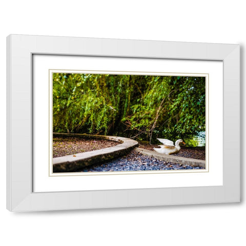 Duck of Lake Ella 2 White Modern Wood Framed Art Print with Double Matting by Malone, Will