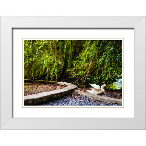 Duck of Lake Ella 2 White Modern Wood Framed Art Print with Double Matting by Malone, Will