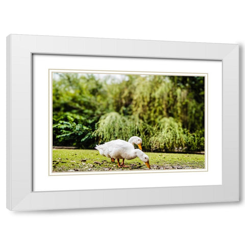Duck of Lake Ella 3 White Modern Wood Framed Art Print with Double Matting by Malone, Will