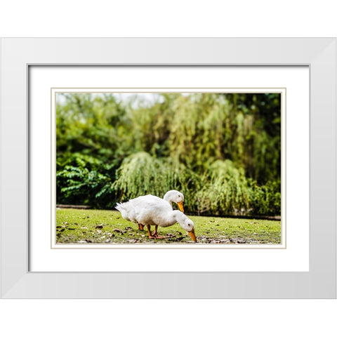 Duck of Lake Ella 3 White Modern Wood Framed Art Print with Double Matting by Malone, Will