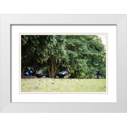 Duck of Lake Ella 4 White Modern Wood Framed Art Print with Double Matting by Malone, Will