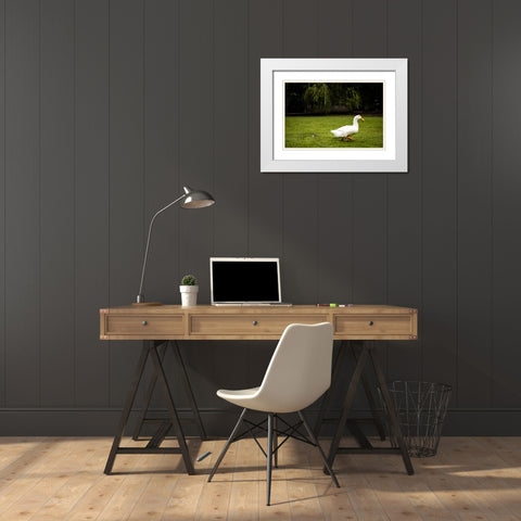 Duck of Lake Ella 5 White Modern Wood Framed Art Print with Double Matting by Malone, Will