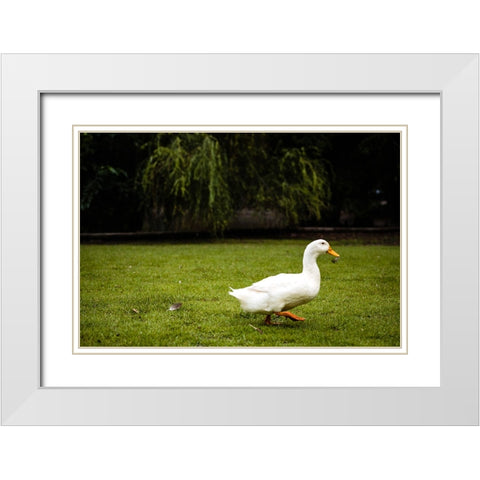 Duck of Lake Ella 5 White Modern Wood Framed Art Print with Double Matting by Malone, Will