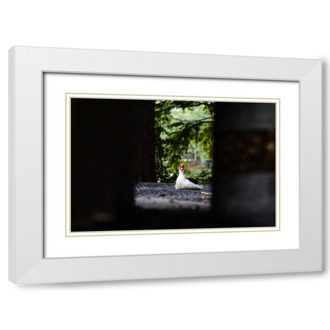 Duck of Lake Ella 6 White Modern Wood Framed Art Print with Double Matting by Malone, Will