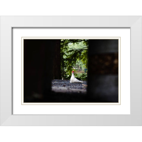 Duck of Lake Ella 6 White Modern Wood Framed Art Print with Double Matting by Malone, Will