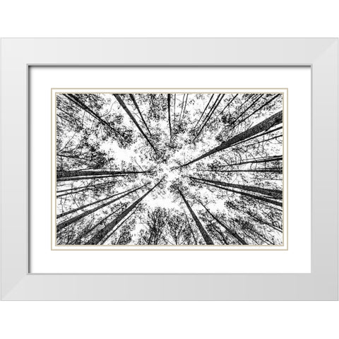 The Pines White Modern Wood Framed Art Print with Double Matting by Malone, Will
