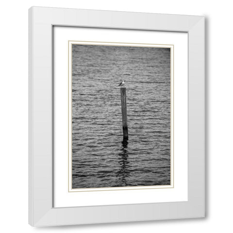 Seagull Hangout 2 White Modern Wood Framed Art Print with Double Matting by Malone, Will