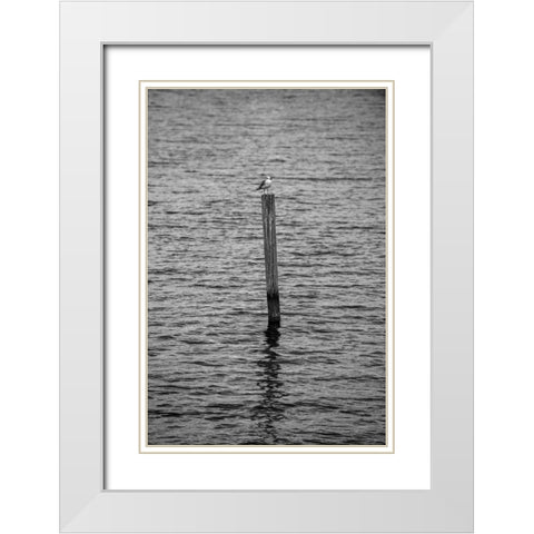 Seagull Hangout 2 White Modern Wood Framed Art Print with Double Matting by Malone, Will