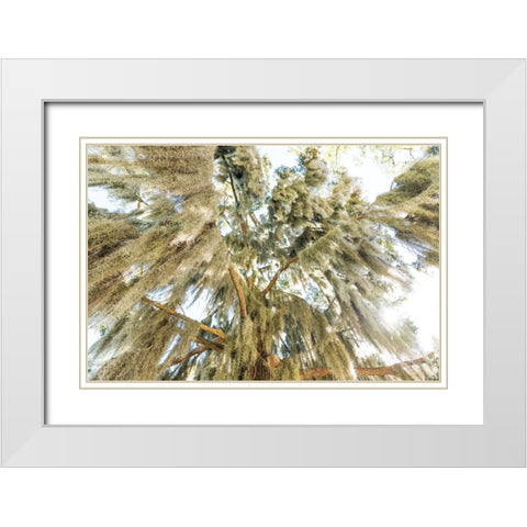 Spanish Moss 3 White Modern Wood Framed Art Print with Double Matting by Malone, Will