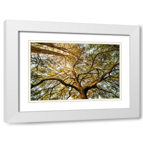Canopy White Modern Wood Framed Art Print with Double Matting by Malone, Will