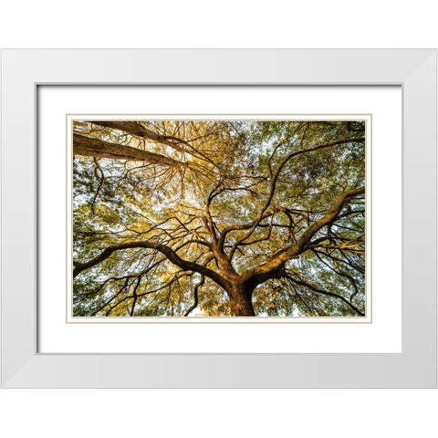 Canopy White Modern Wood Framed Art Print with Double Matting by Malone, Will