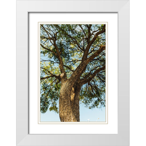 Hill Country 2 White Modern Wood Framed Art Print with Double Matting by Malone, Will