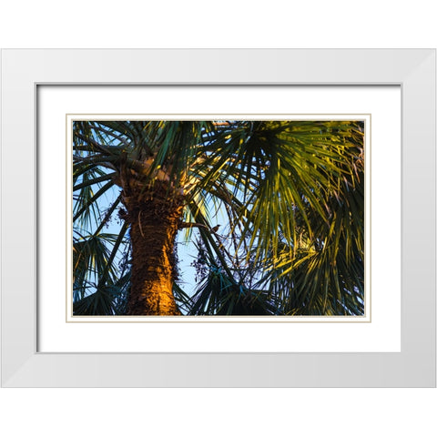 Bird of Paradise White Modern Wood Framed Art Print with Double Matting by Malone, Will