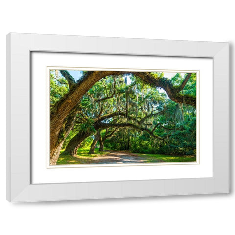 St Helena Trees White Modern Wood Framed Art Print with Double Matting by Malone, Will