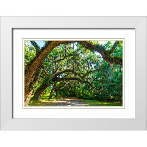 St Helena Trees White Modern Wood Framed Art Print with Double Matting by Malone, Will