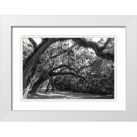 St Helena Trees BW White Modern Wood Framed Art Print with Double Matting by Malone, Will