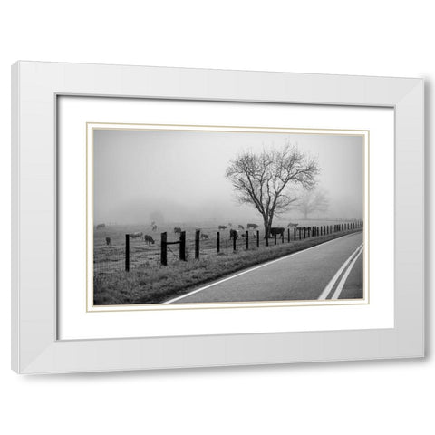 Cows in Fog White Modern Wood Framed Art Print with Double Matting by Malone, Will
