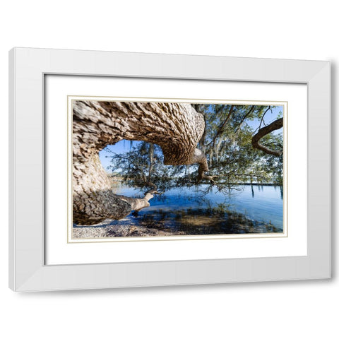 Branching Out White Modern Wood Framed Art Print with Double Matting by Malone, Will