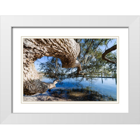 Branching Out White Modern Wood Framed Art Print with Double Matting by Malone, Will