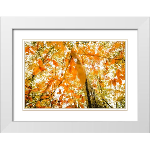 Fall Double White Modern Wood Framed Art Print with Double Matting by Malone, Will