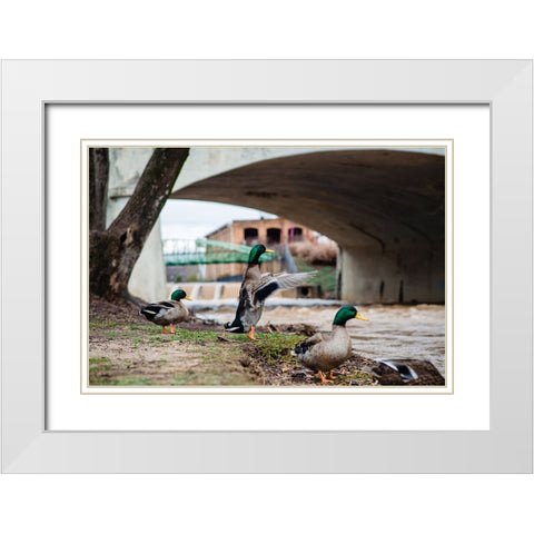 Falls Park Ducks White Modern Wood Framed Art Print with Double Matting by Malone, Will