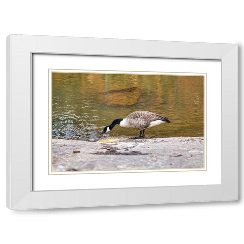 Hungry White Modern Wood Framed Art Print with Double Matting by Malone, Will