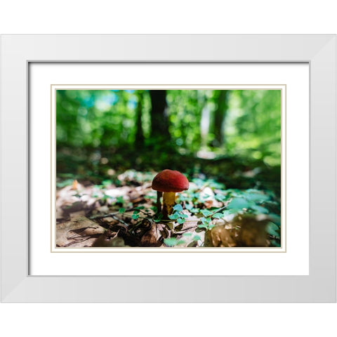 Shrooms White Modern Wood Framed Art Print with Double Matting by Malone, Will