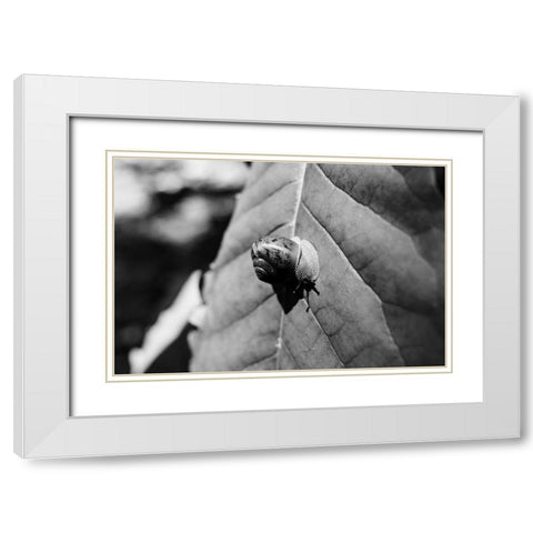 Yellow Branch Snail 3 White Modern Wood Framed Art Print with Double Matting by Malone, Will